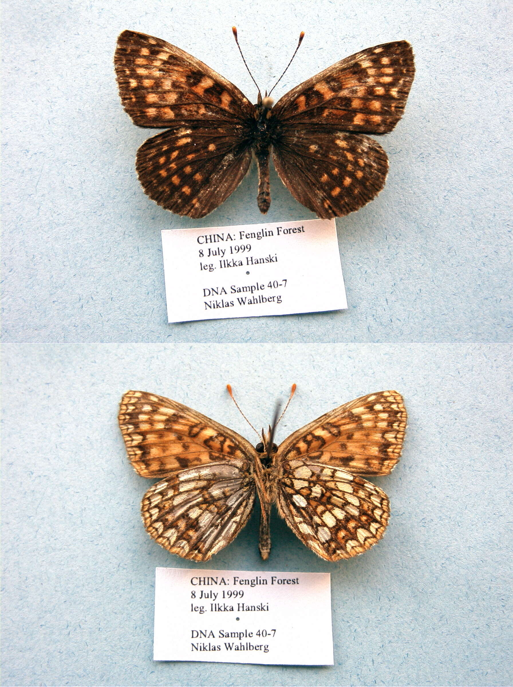 Image de Melitaea diamina