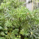 Image of Podocarpus macrocarpus de Laub.