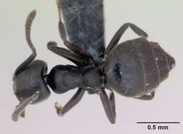 Image of Ant