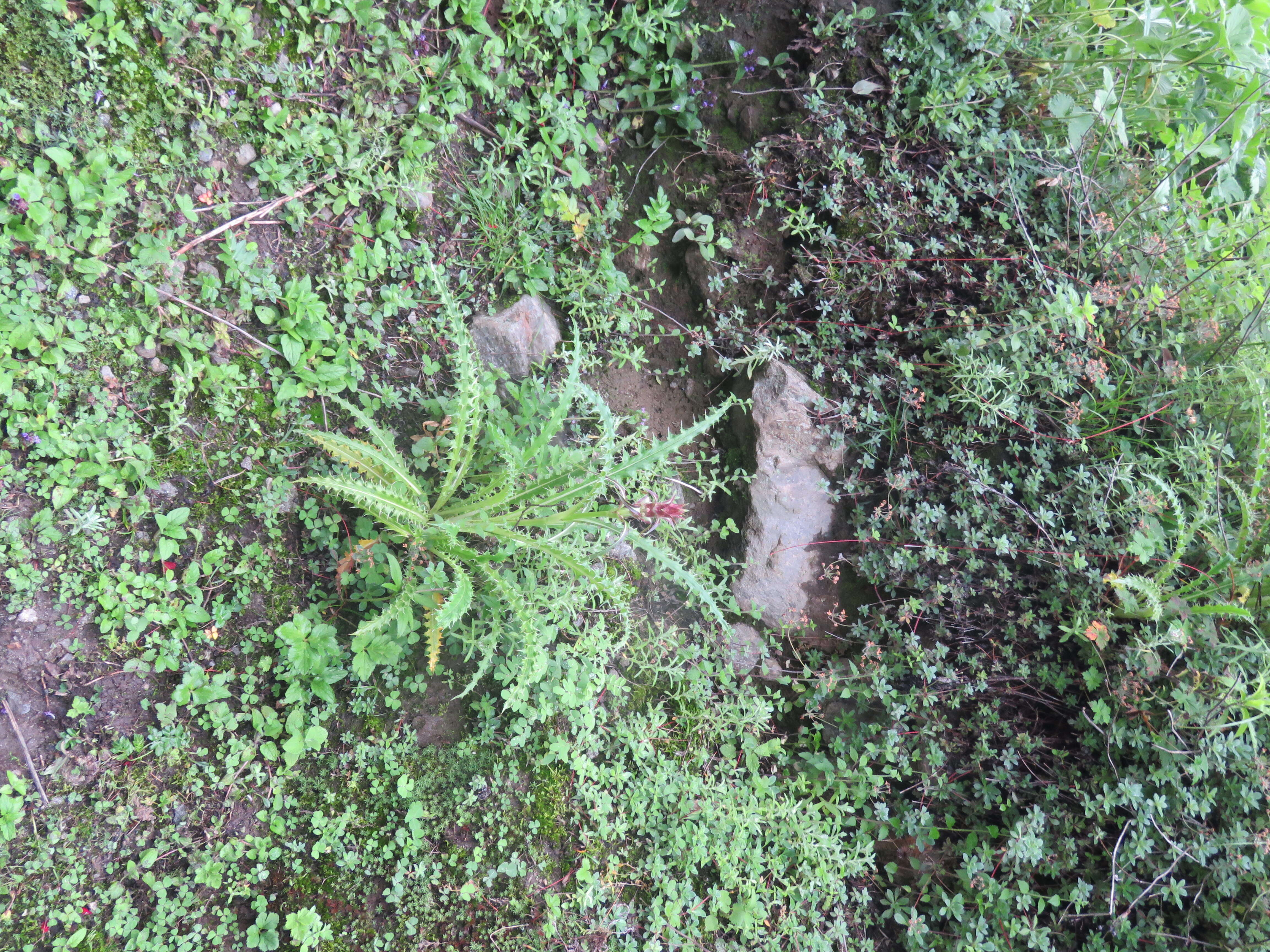 Image of Morina longifolia Wall.