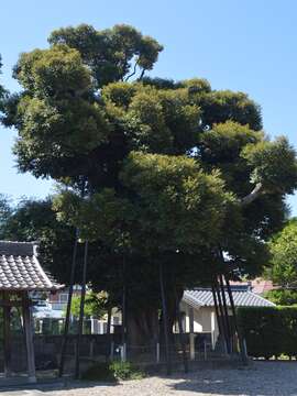 Image of Castanopsis sieboldii (Makino) Hatus.