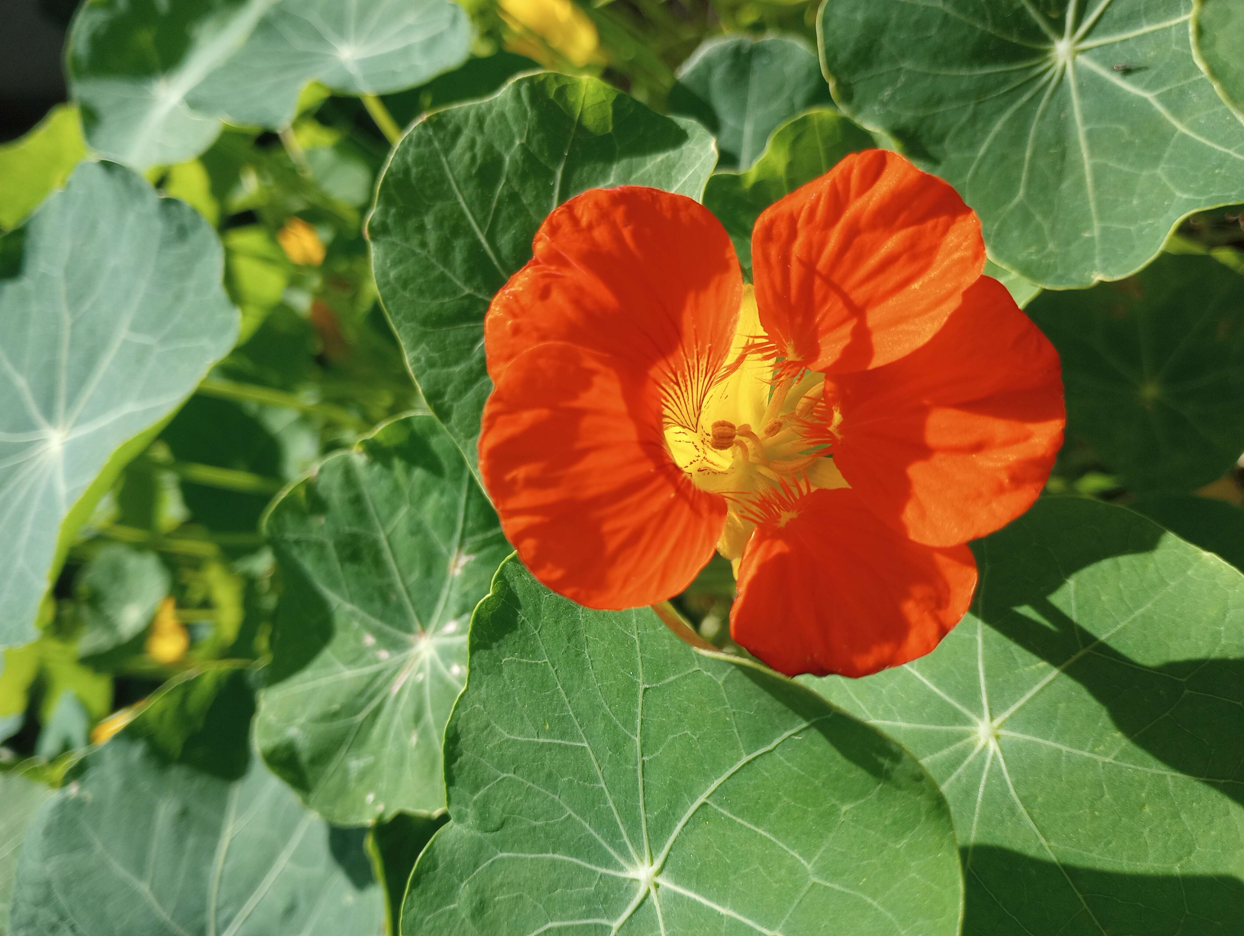 Image of nasturtium