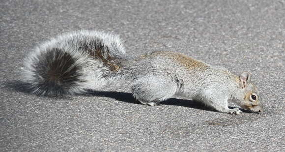 Image of Arizona Gray Squirrel