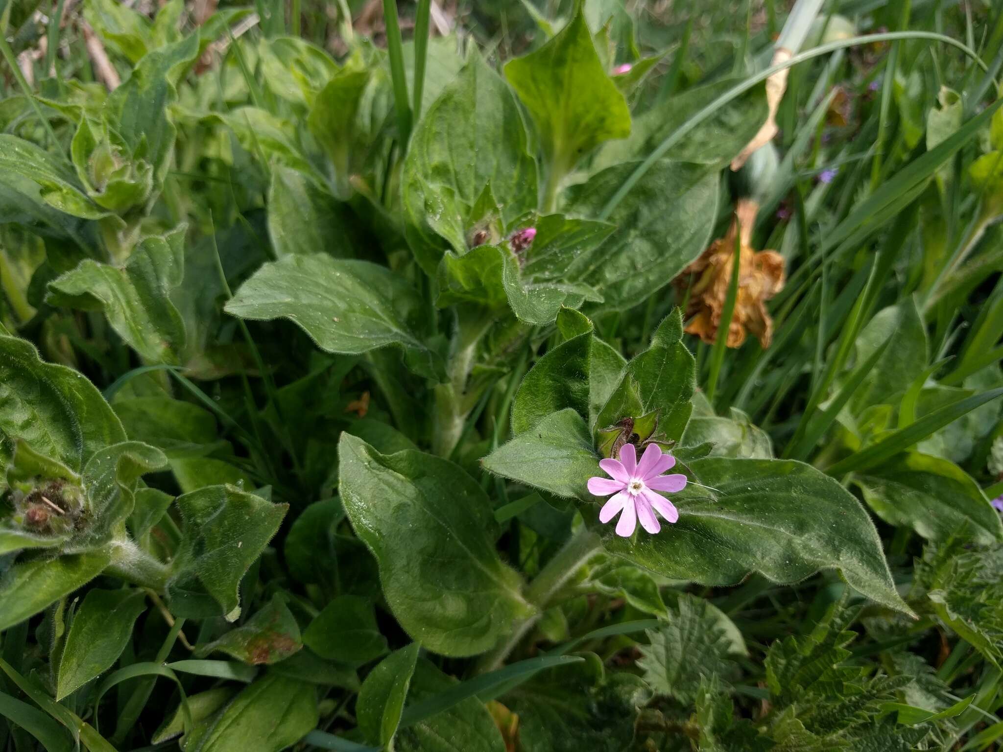 Sivun puna-ailakki kuva