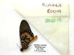 صورة Acraea egina Cramer 1775