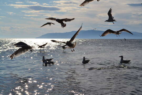 Image of Vega Gull