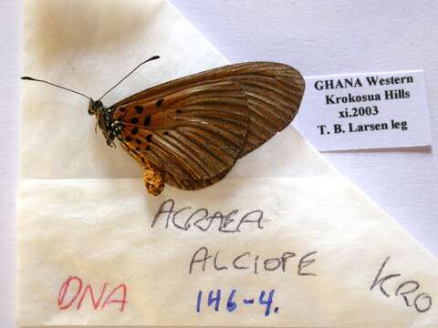 Image of Acraea alciope Hewitson 1852