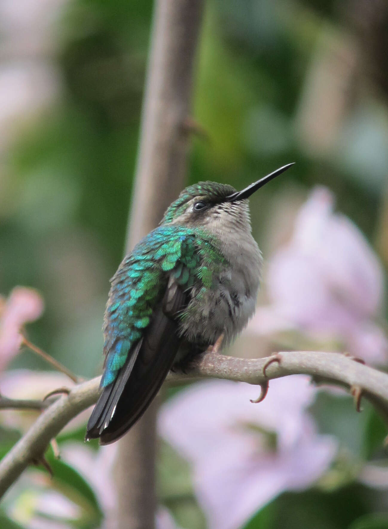 Image of Western Emerald