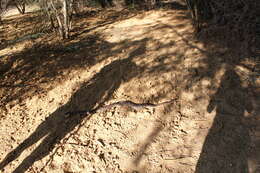 Image of Dumeril's Boa