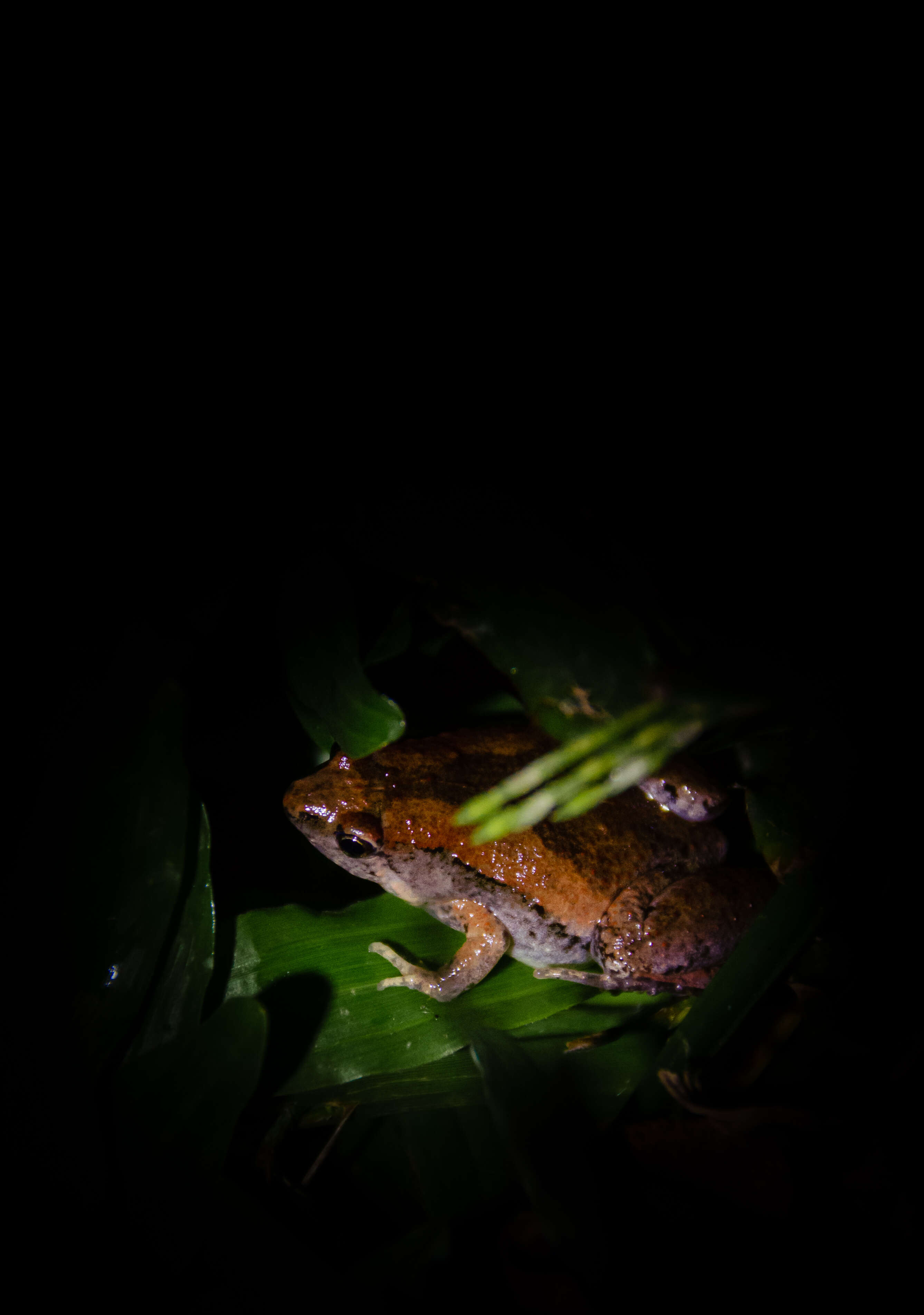 Image of Oriental Ornate Narrow-mouth Frog