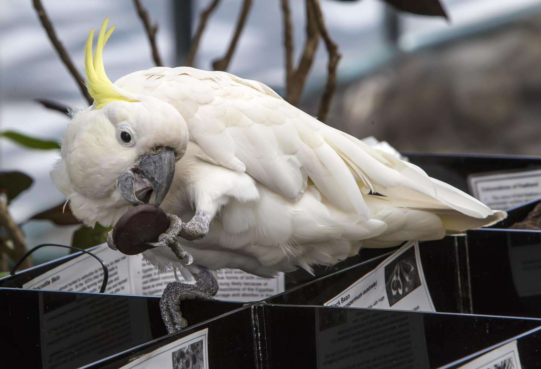 Image of Sulphur-crested Cockatoo