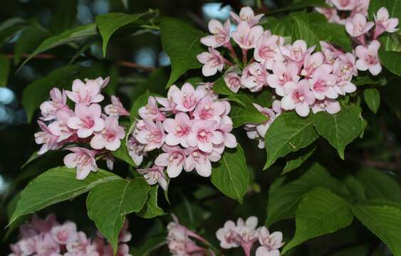 Image of Weigela hortensis (Sieb. & Zucc.) K. Koch