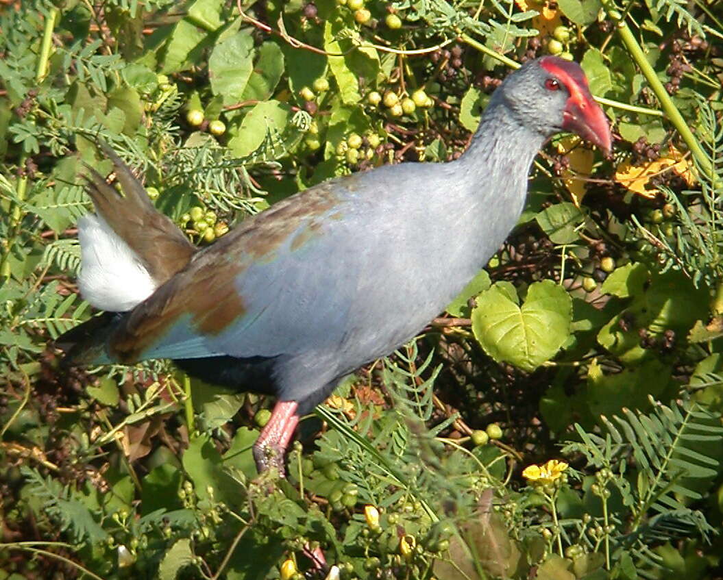 Image of Philippine Swamphen