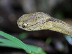 Image of Keeled Slug-eating Snake