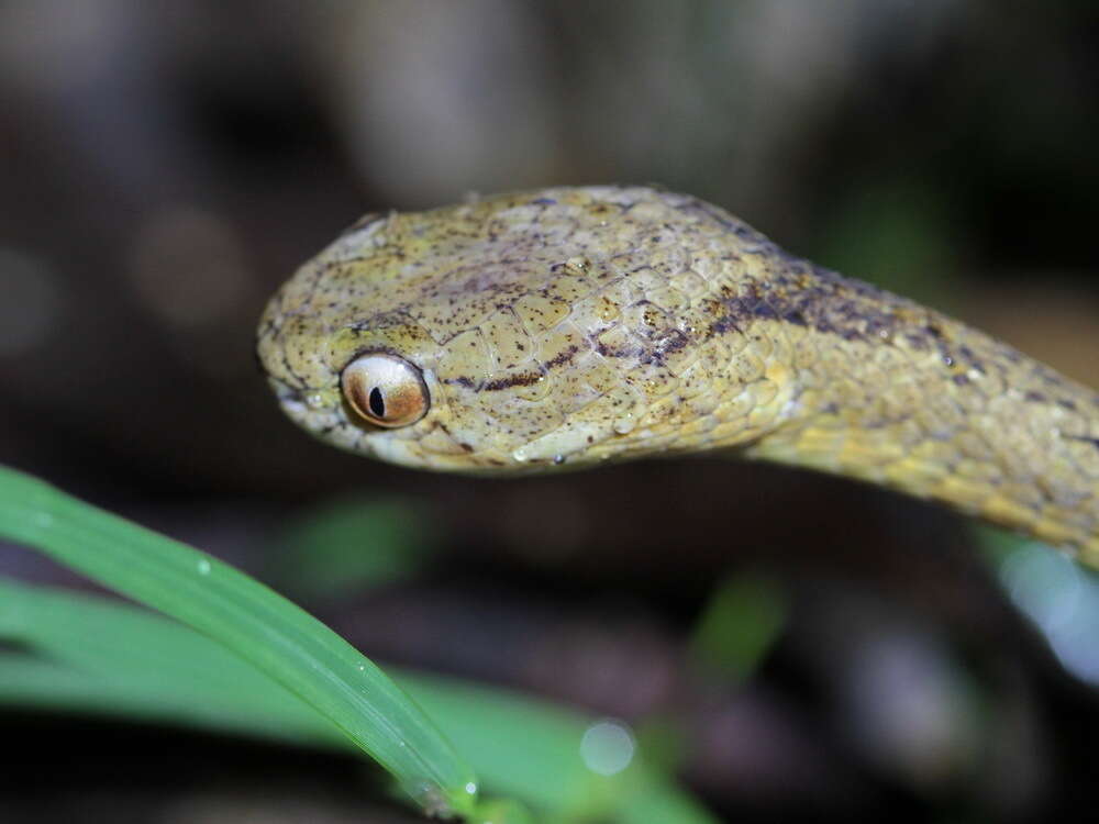 Sivun Pareas carinatus (H. Boie 1828) kuva