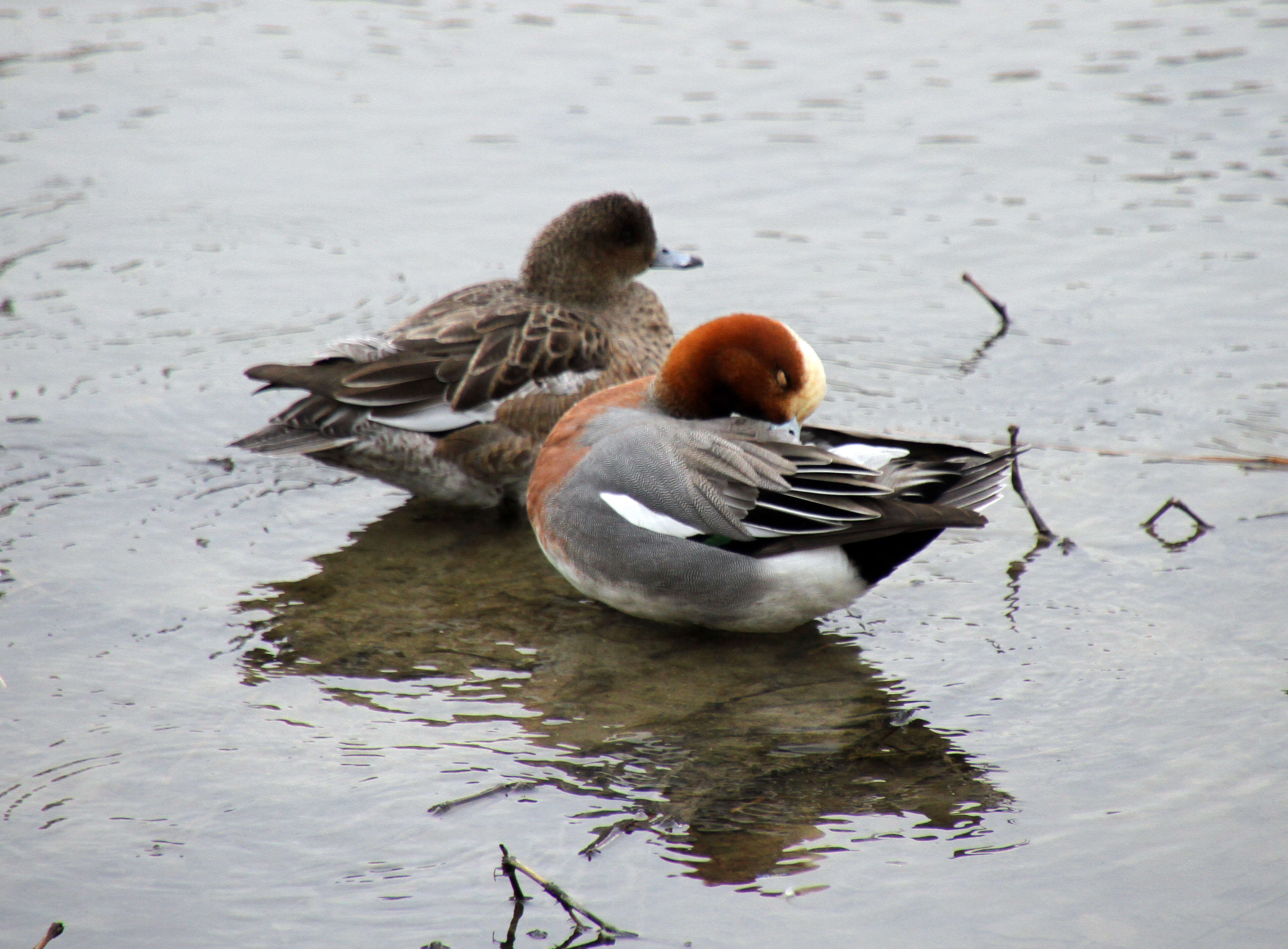 Image of Eurasian Wigeon