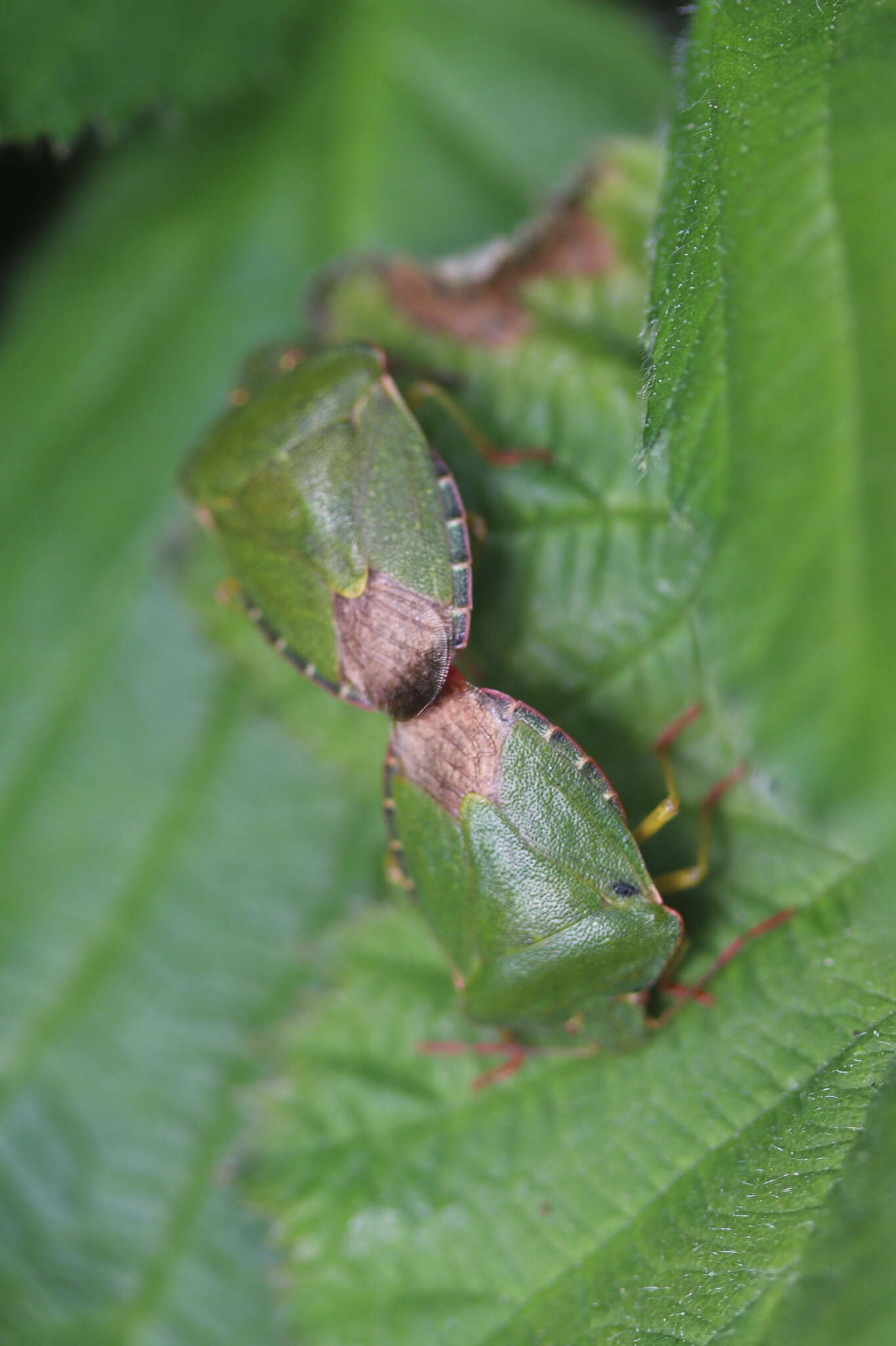 Image of Green shield bug