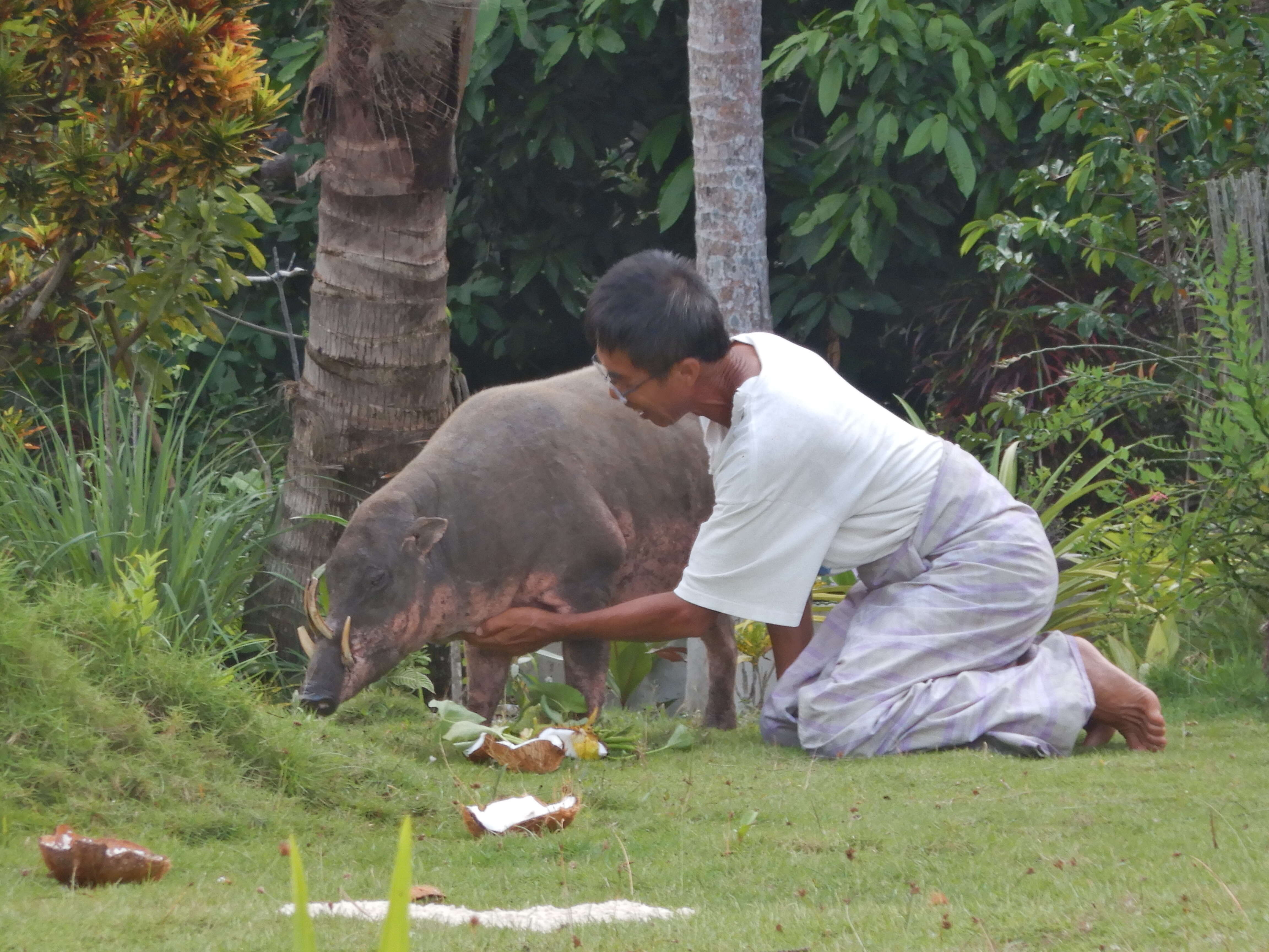 Image of Malenge Babirusa