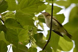 Image of Red-eyed Vireo