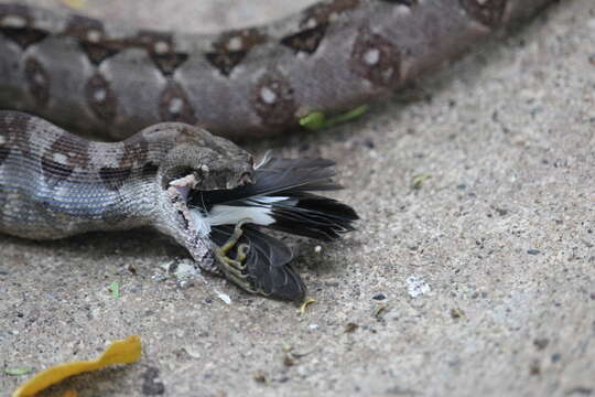 Image of Central American Boa