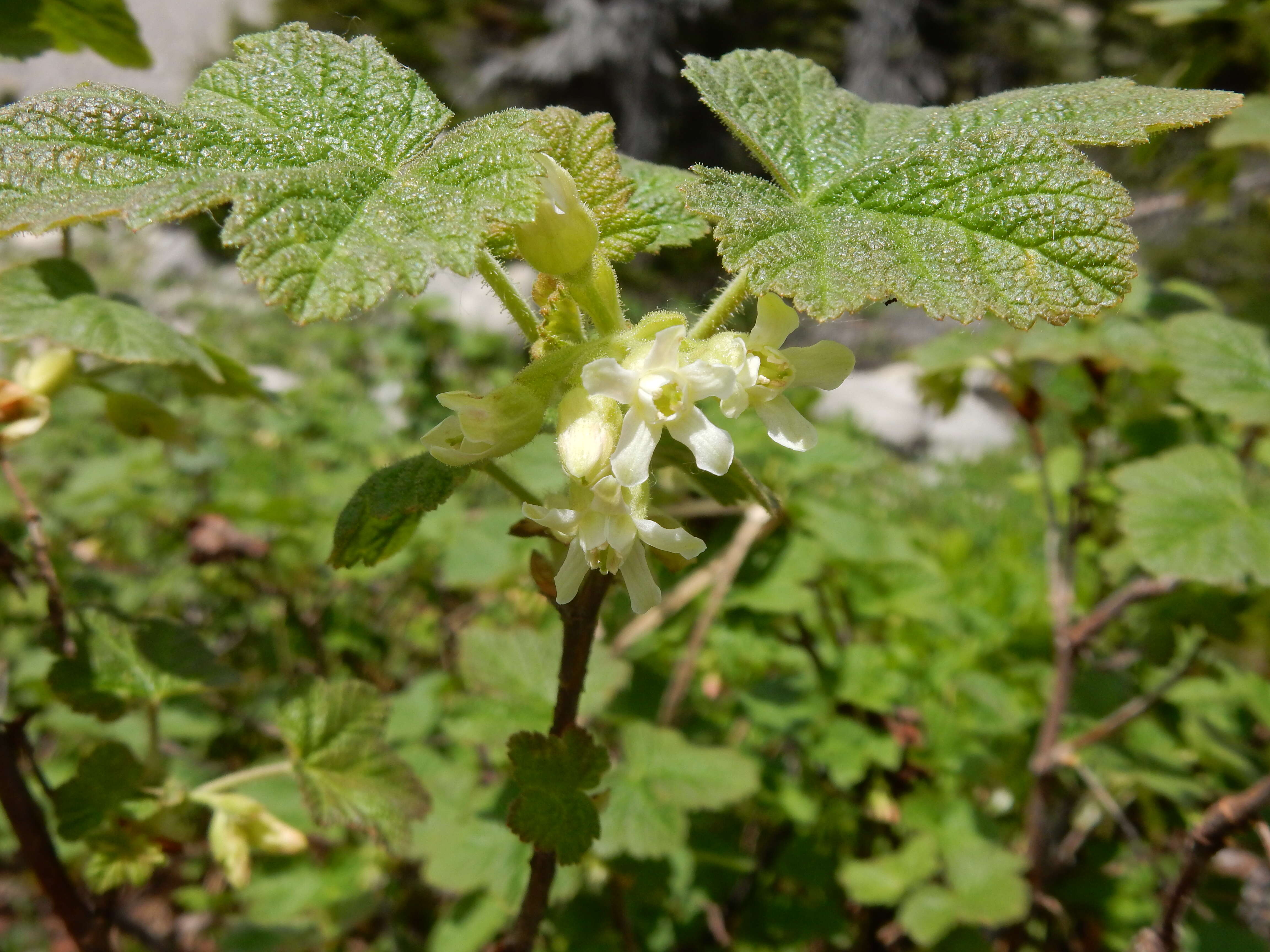 Image of sticky currant