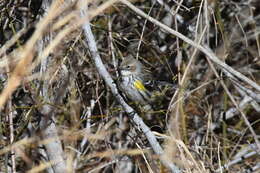 Image of Myrtle Warbler