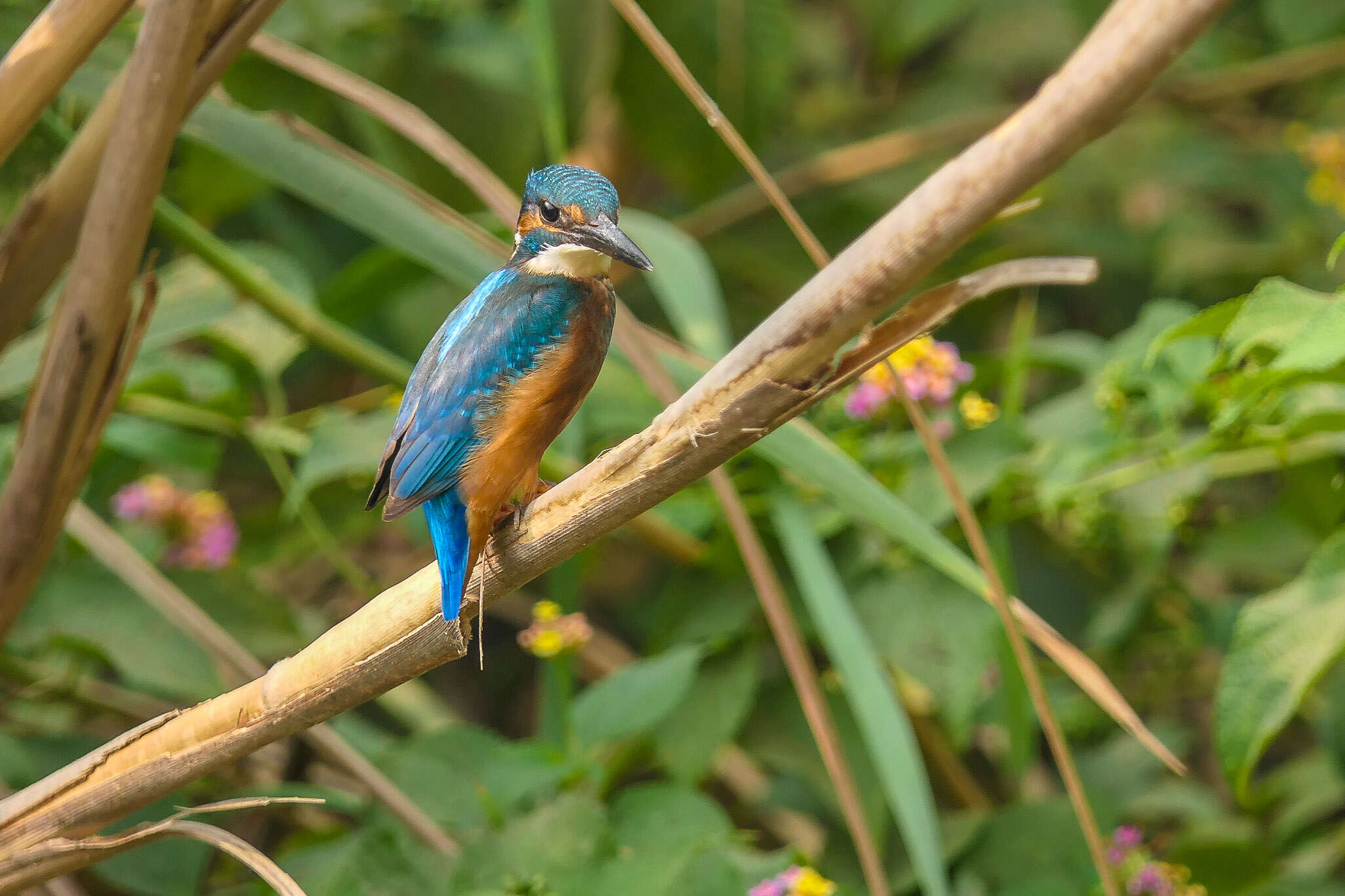 Image of Common Kingfisher