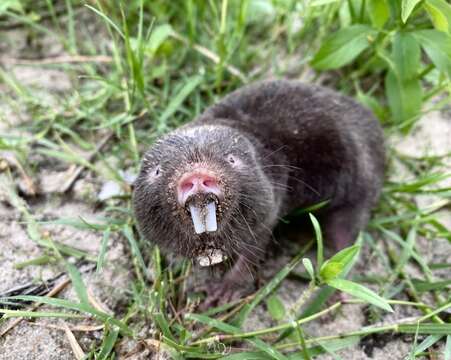 Image of Damaraland mole rat