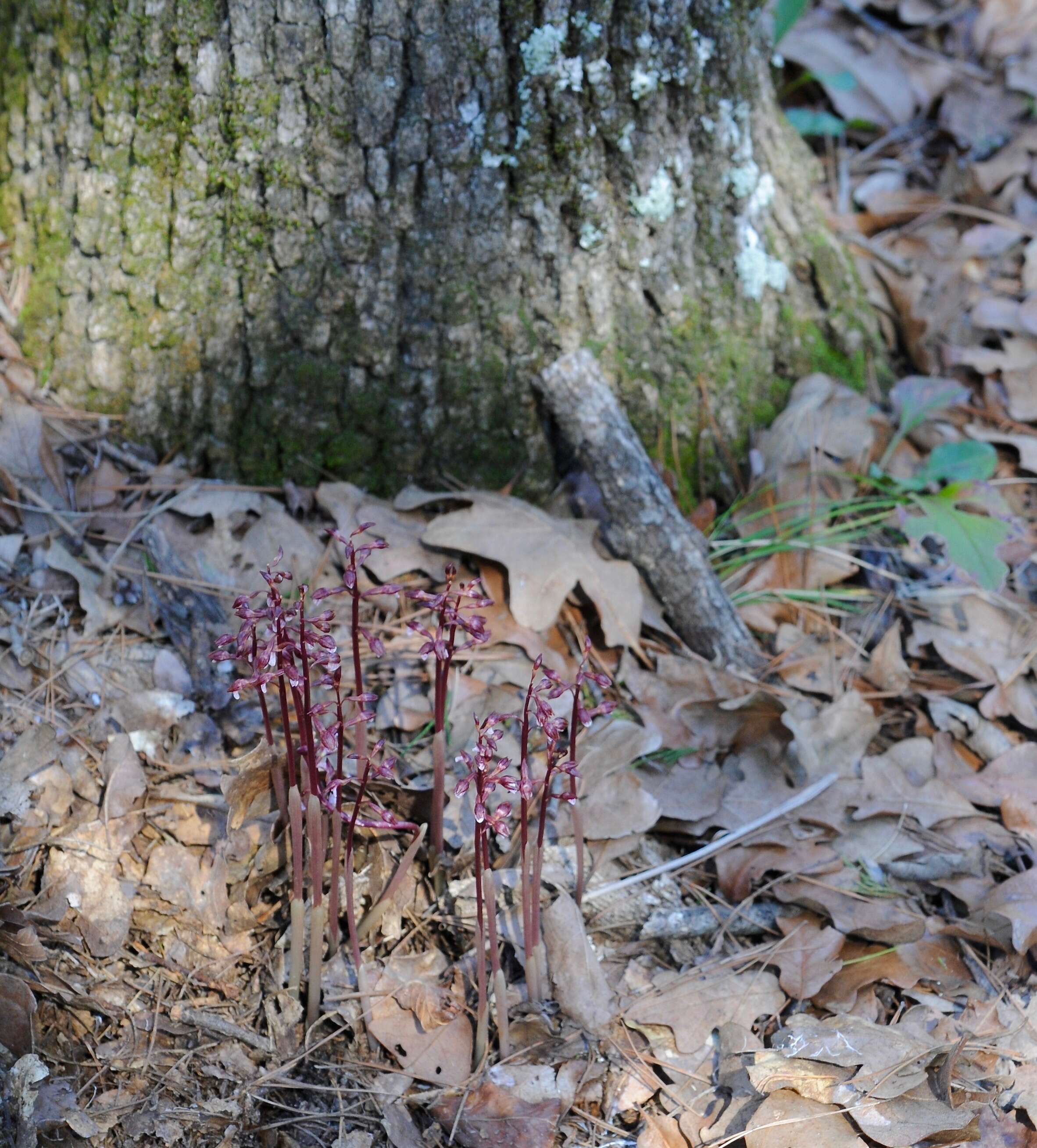 Image of Spring coralroot