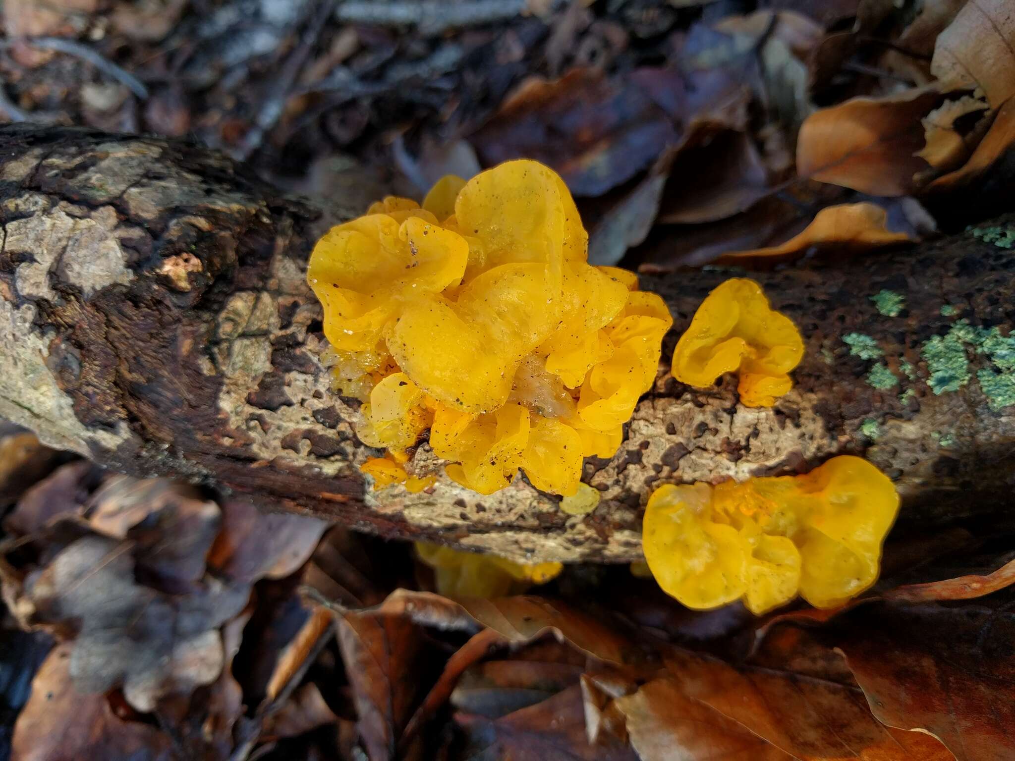 Image of Witches butter