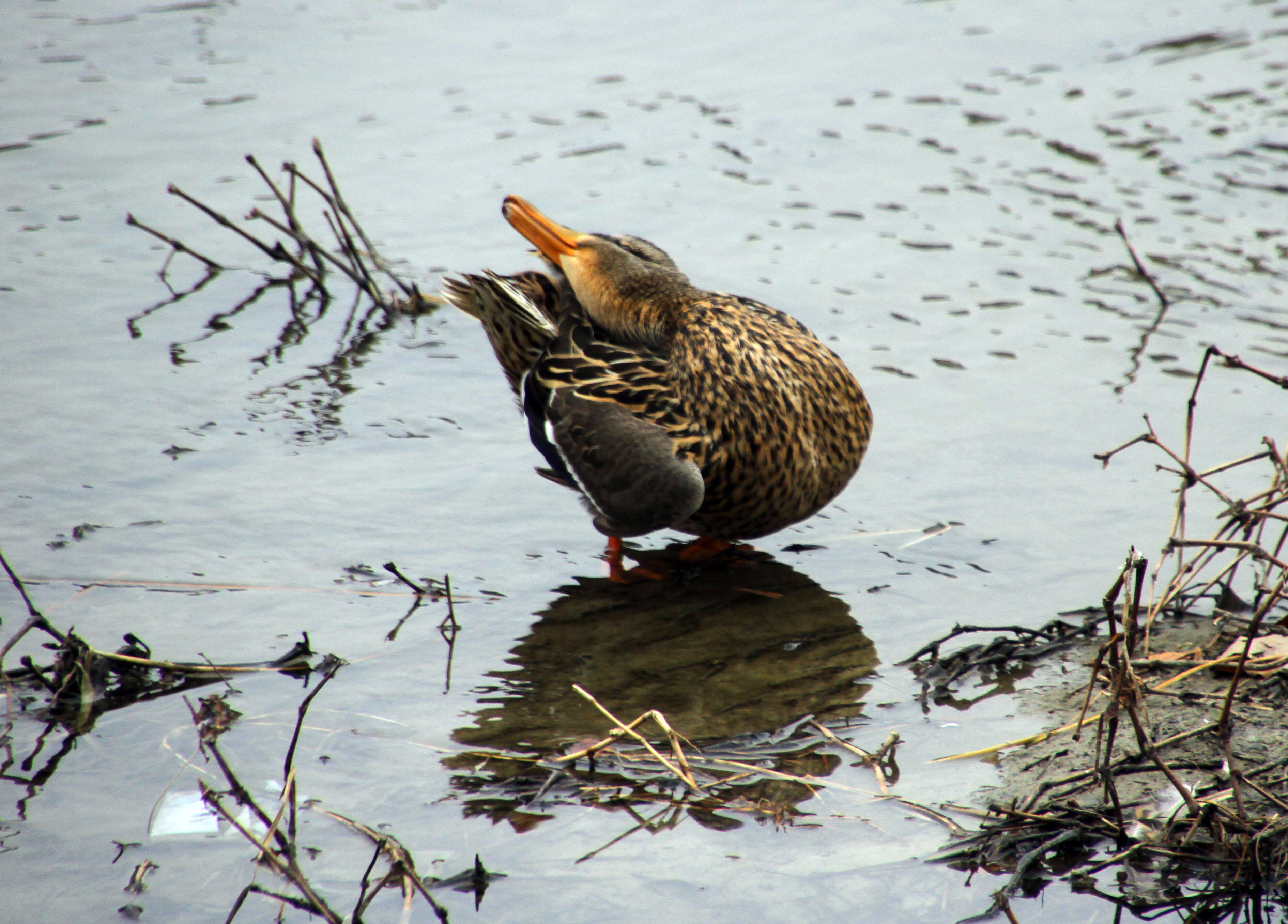 Image of Eurasian Wigeon