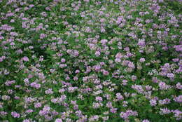 Image of crown vetch