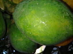 Image of Papaya ringspot virus