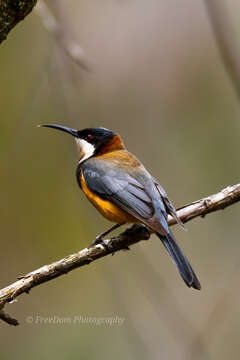 Image of Spinebill