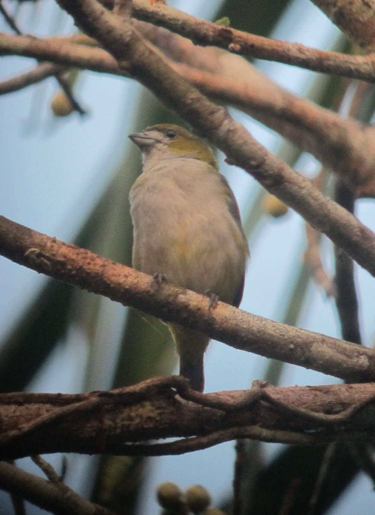 Euphonia chrysopasta Sclater, PL & Salvin 1869的圖片