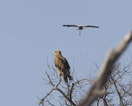 Image of Tawny Eagle