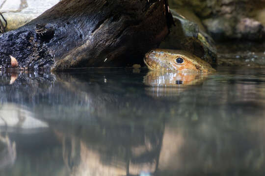 Image of Northern caiman lizard