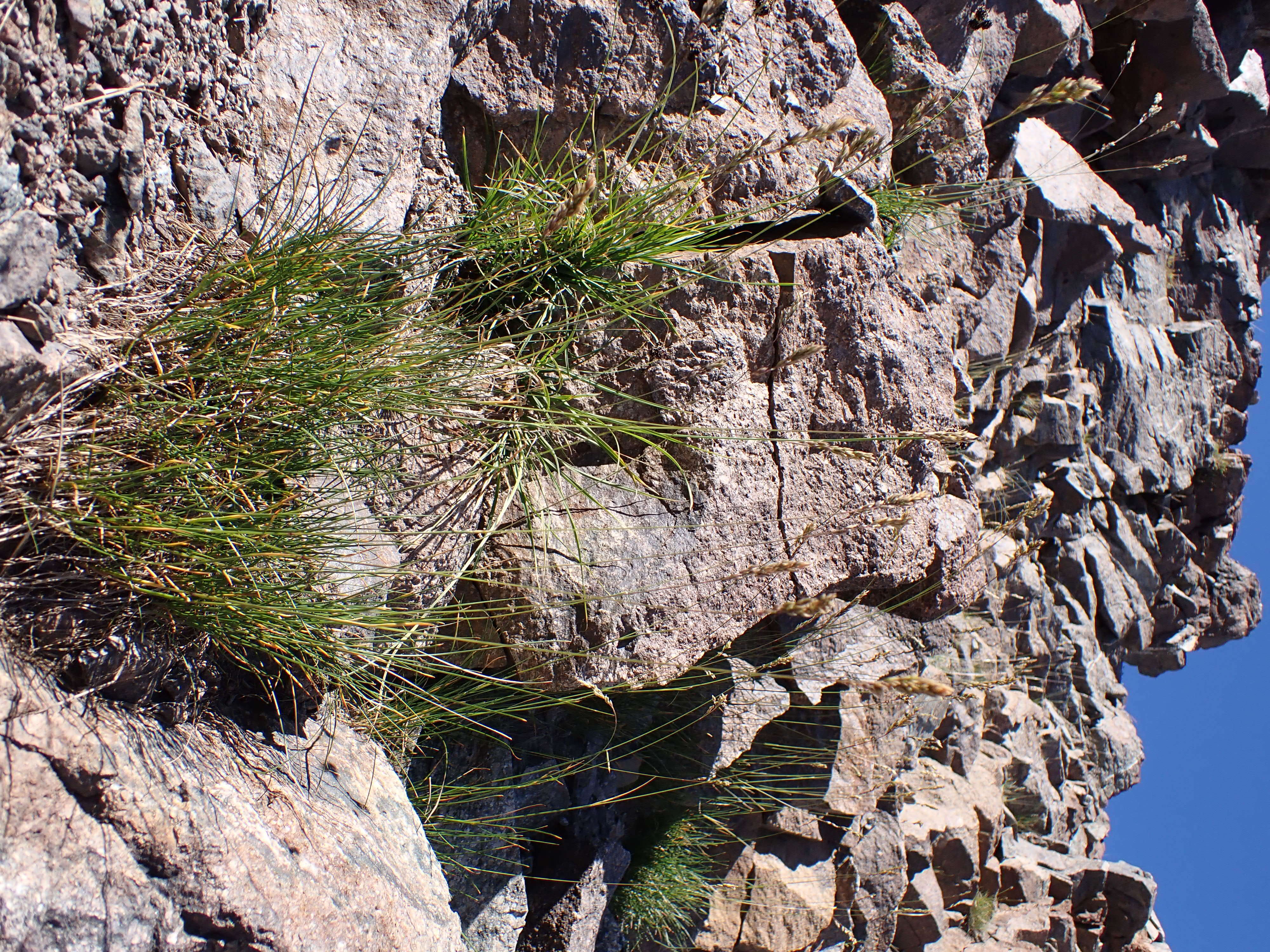 Image de Poa fendleriana (Steud.) Vasey