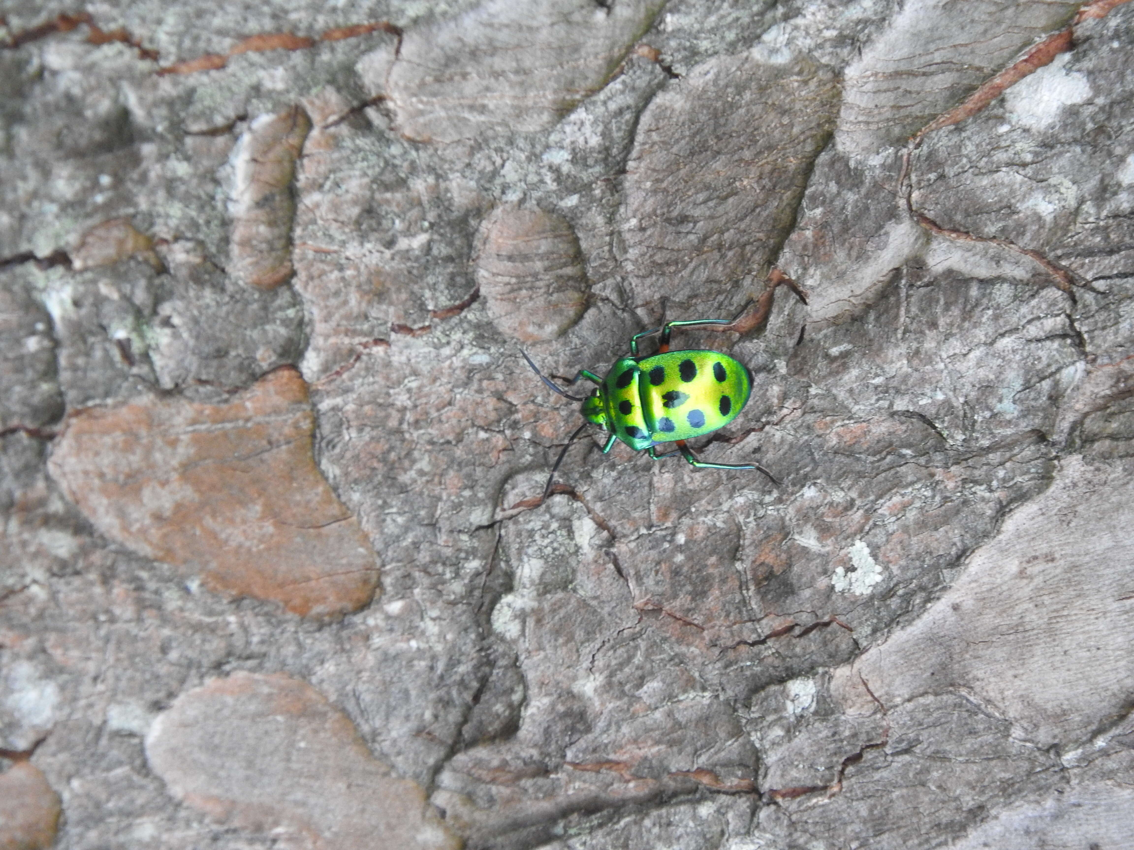 Image of Chrysocoris