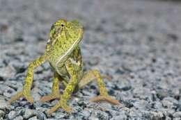 Image of Common African Flap-necked Chameleon