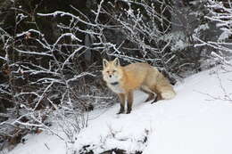 Image of Cascades red fox