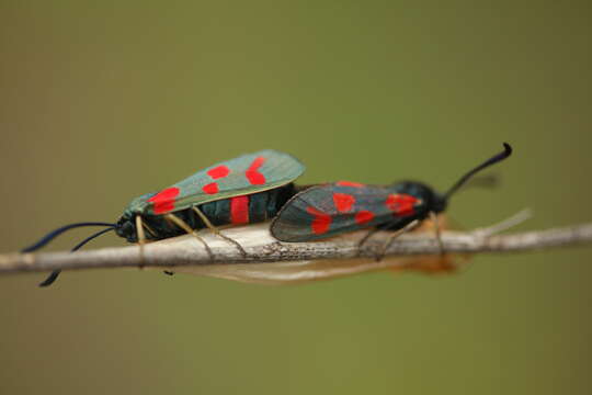 Plancia ëd Zygaena centaureae Fischer de Waldheim 1832