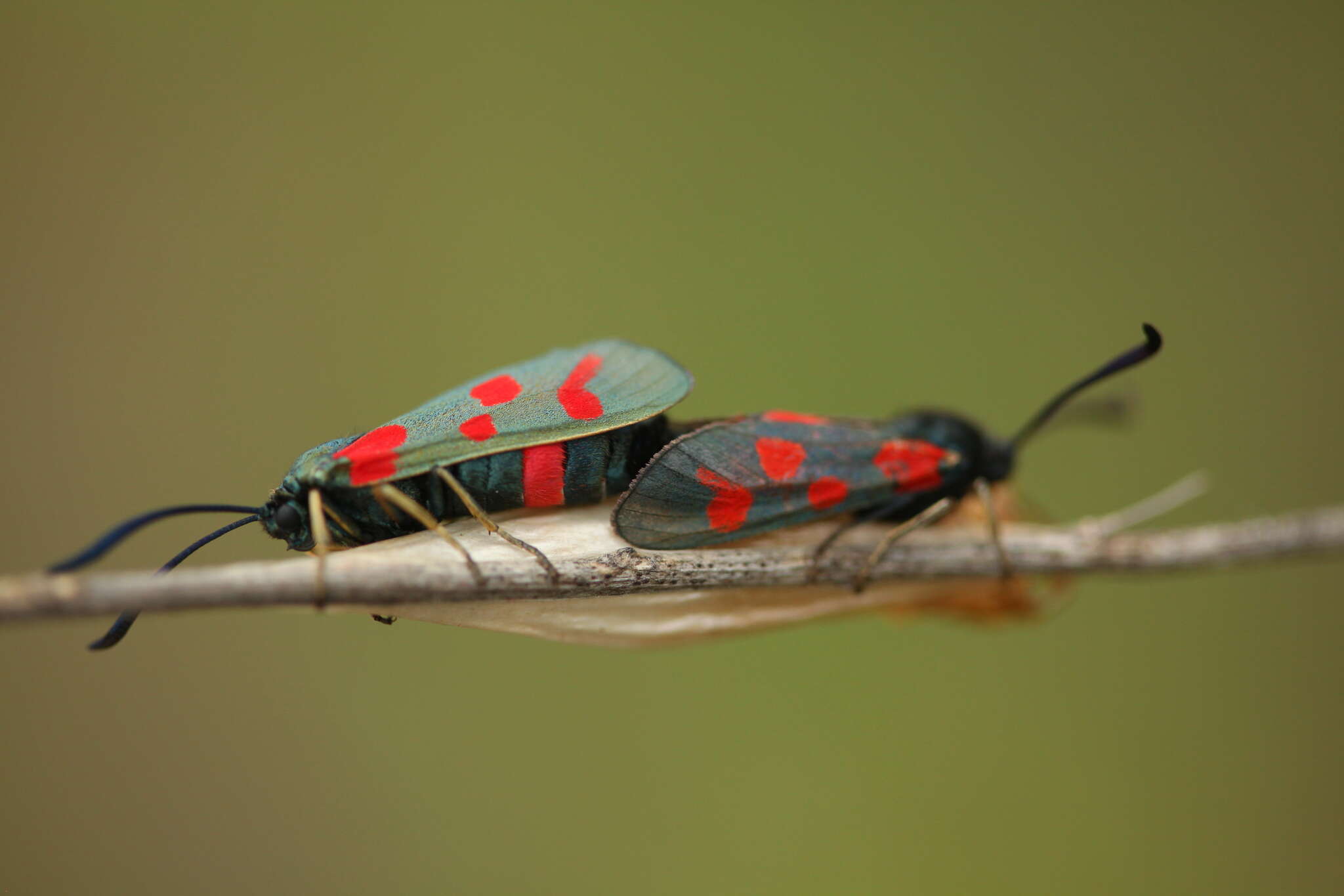 Plancia ëd Zygaena centaureae Fischer de Waldheim 1832