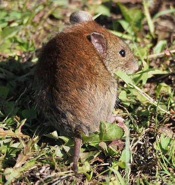 Image of Revillagigedo Island Red-backed Vole