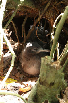 Image of Wedge-tailed Shearwater