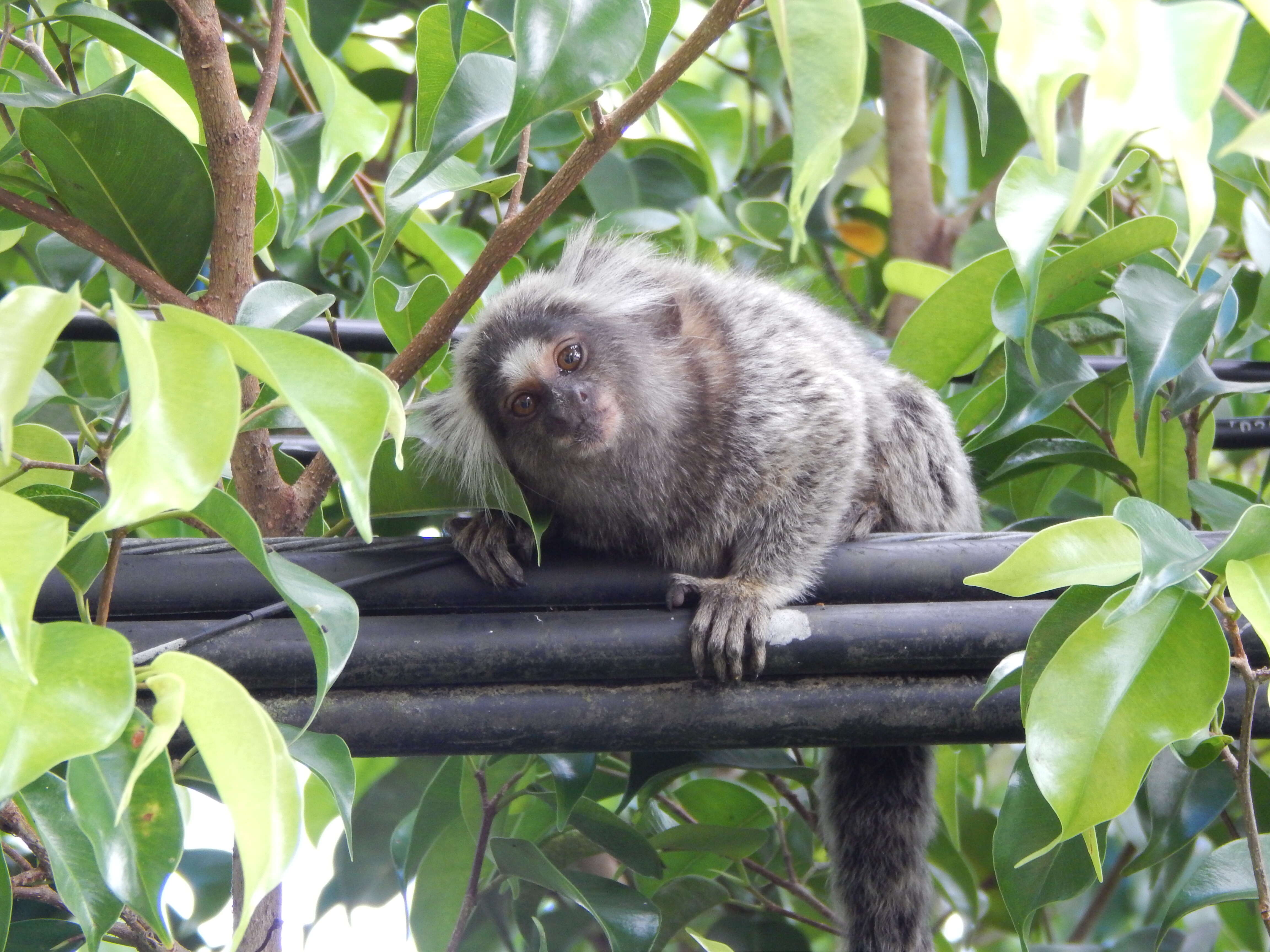 Image of Common Marmoset