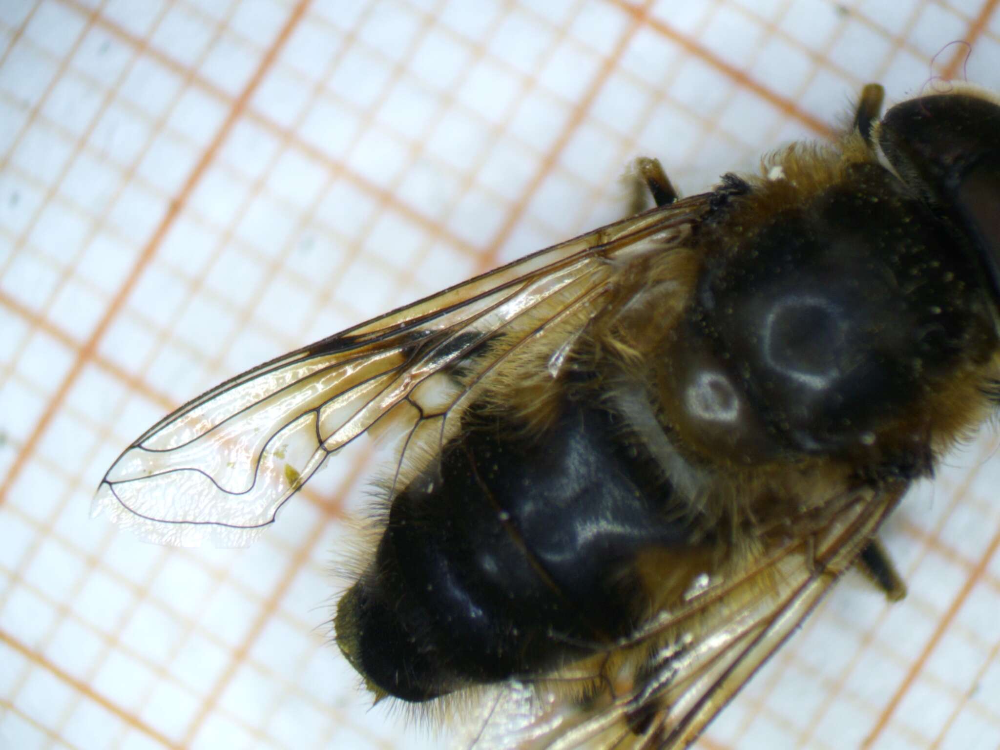 Image of Eristalis pertinax (Scopoli 1763)