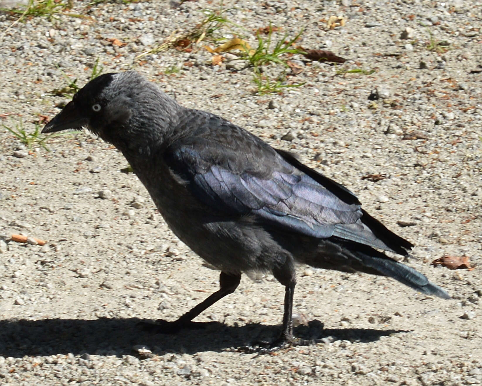 Image of Eurasian Jackdaw