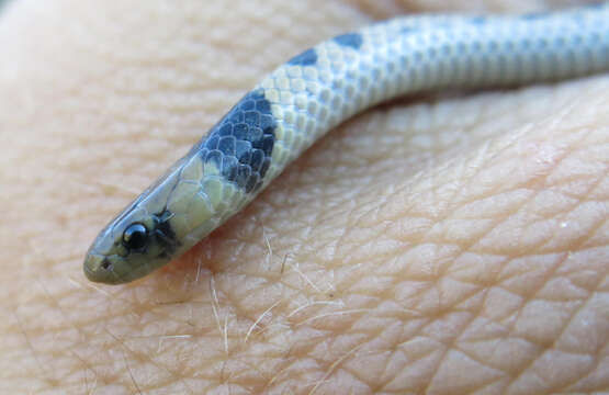 Image of Plumbeous or Reticulated Centipede Eater