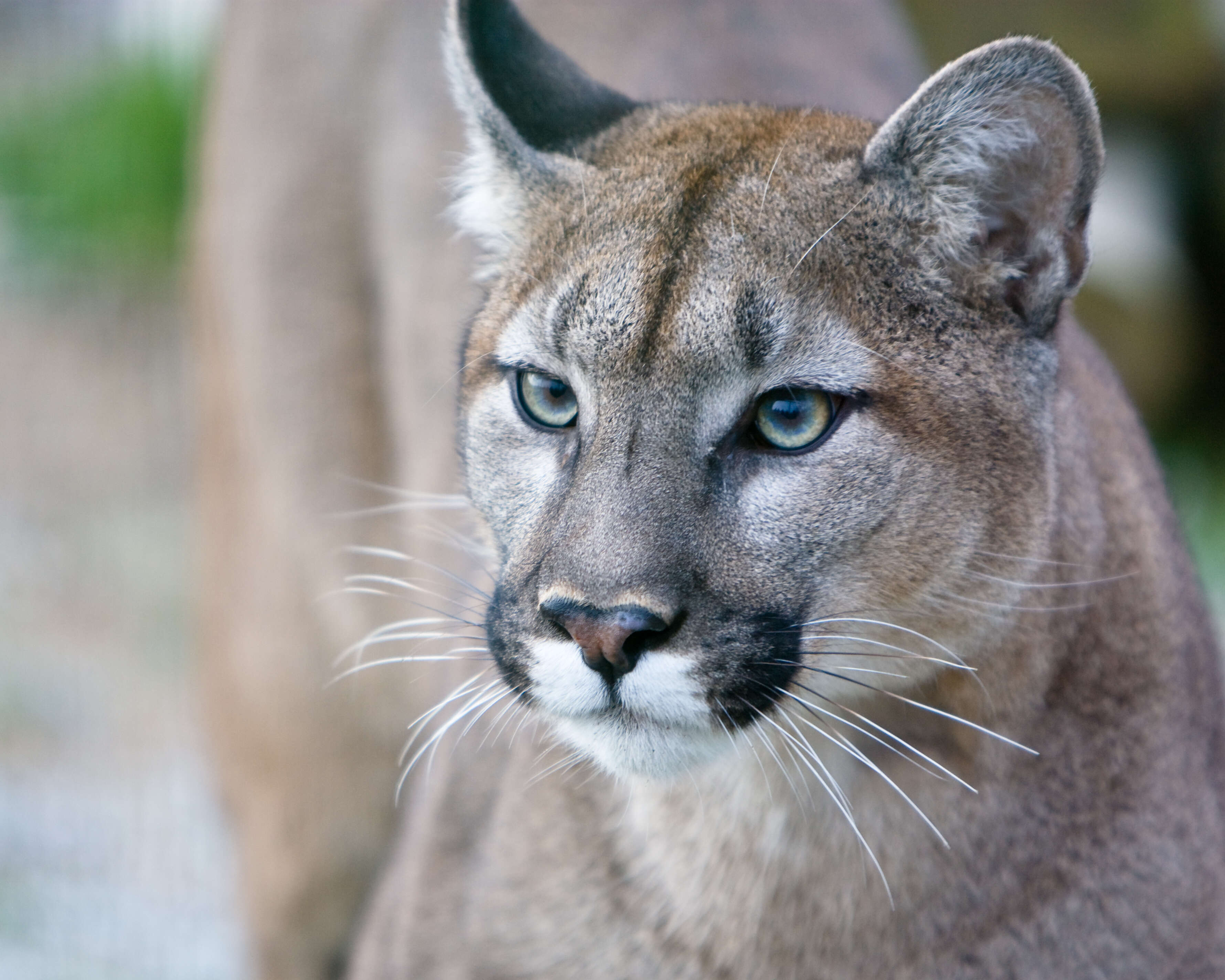 Image of Florida panther